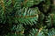 Штучна ялинка 2.5 метра Казка/Карпатська. Новорічна ялинка, штучна ялина. Штучна ялинка сосна (ПВХ), фото 5
