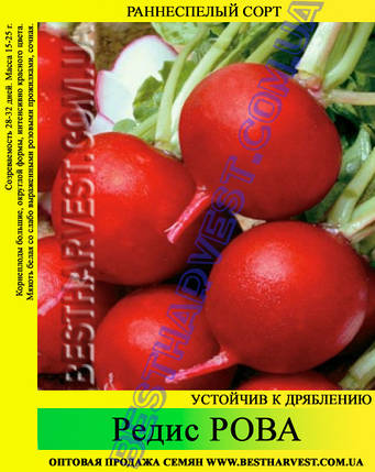 Насіння редиски «Рову» 25 кг (мішок), фото 2