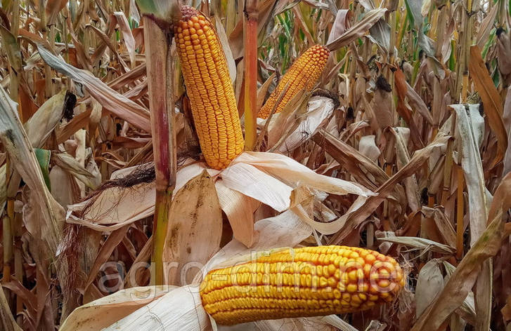 Насіння кукурудзи Мартініка (ФАО 330), фото 2