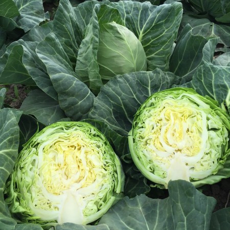 Пушма F1 (2500 нас.) насіння капусти б/к Rijk Zwaan, фото 1