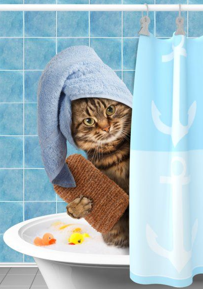 Як часто можна купати кота