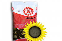 Насіння соняшника гібрид LG5377 (CRUISER), 1 п.о. 150 000 насінин