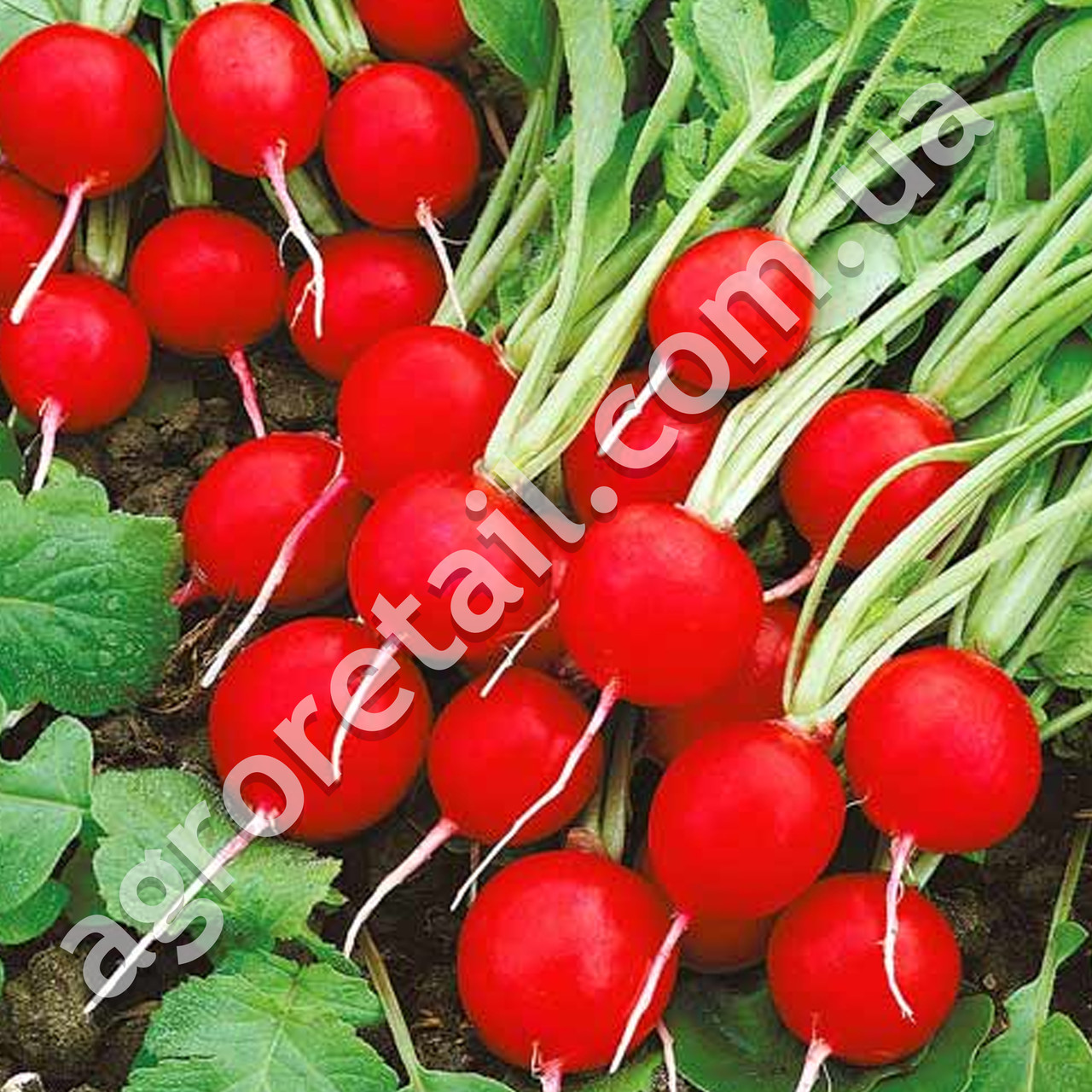 Редис Сора 20 г Gl Seeds - фото 2 - id-p540990740