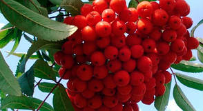 Плодові і декоративні дерева і чагарники