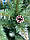 Штучна ялинка "Елітна" висота 1,80 м. З шишками і білим напиленням (засніжені кінчики)., фото 5