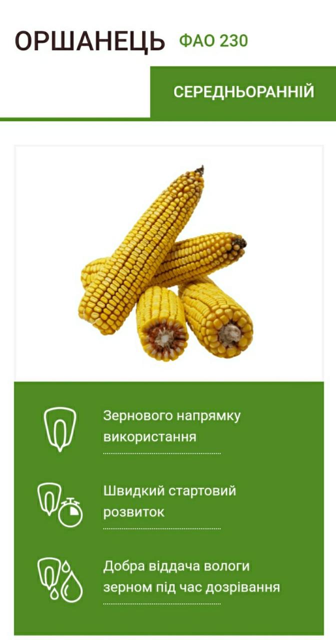 Середньоранні насіння кукурудзи ОРШАНЕЦ ФАО 230 від МАЇС (Черкаси)
