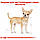 Вологий корм для дорослих собак ROYAL CANIN CHIHUAHUA ADULT 0.085 кг, фото 4