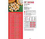 Насіння кукурудзи LG 30360 (ФАО 340) 2020 р.в. (Limagrain), фото 3
