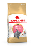 Royal Canin (Роял Канин) Kitten British Shorthair для котят британской породы 10 кг