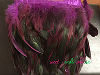Перья петуха, фиолет