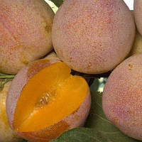 Слива Суперіор