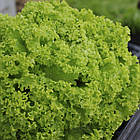 Салат Леонора зелений 30 шт Професiйне насiння, фото 2