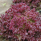 Салат Ред Дженні червоний 30 шт., фото 3