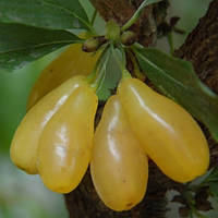 Кизил жовтий Бурштиновий