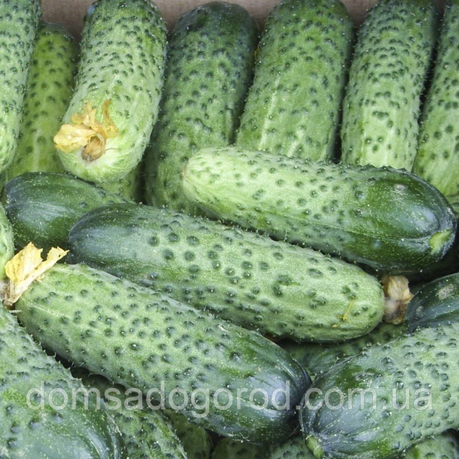 Огурець Аваланж F1 | F1 NongWoo Bio 1000 насінин