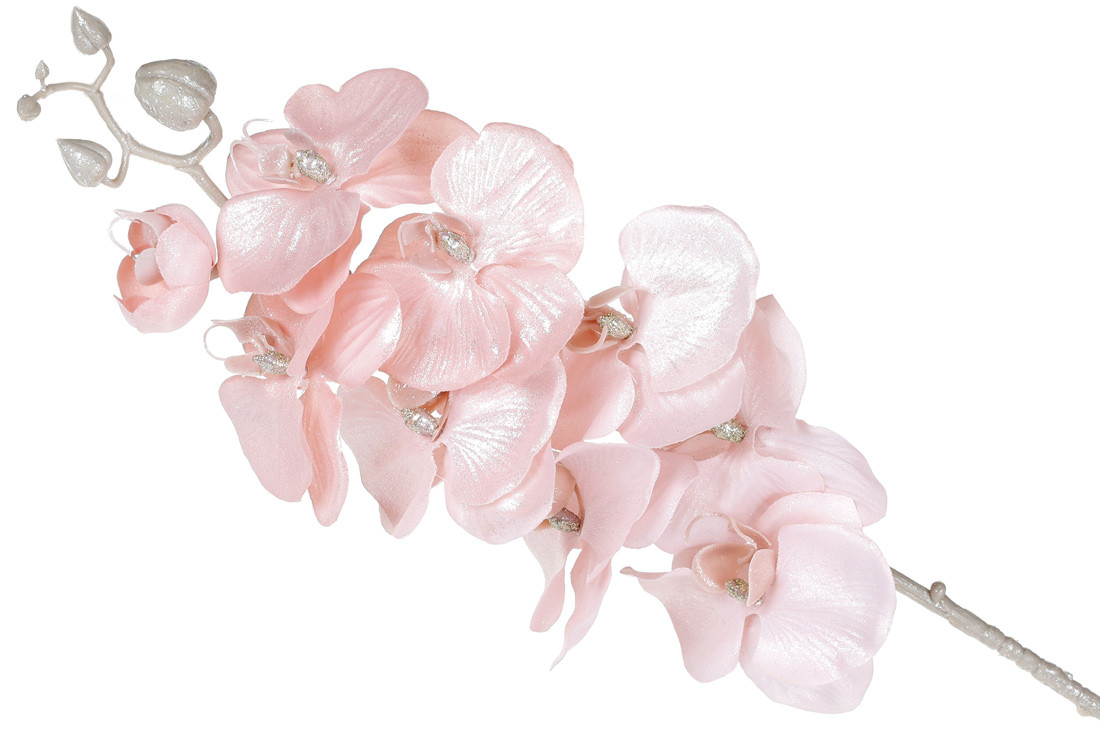 Орхидея, фото 1