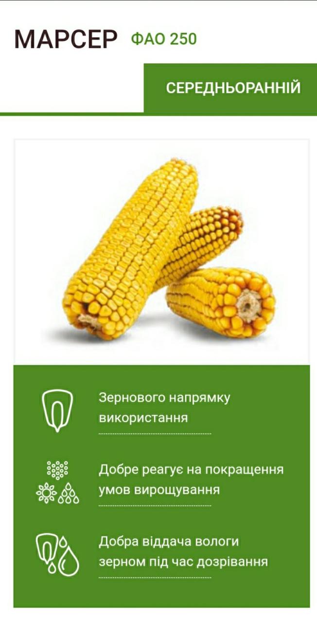 Марсер  ФАО250 2022р Насіння кукурудзи Маїс Черкаси