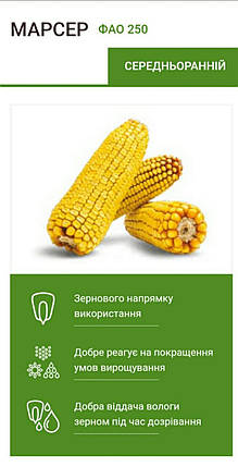Насіння кукурудзи Марсер ФАО 250 2022р Маїс Черкаси, фото 1