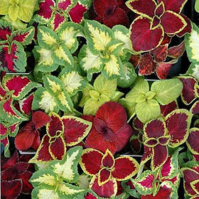 Колеус - насіння колеуса