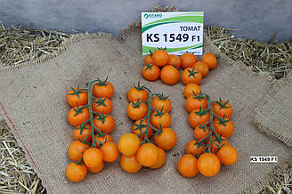 КС 1549 F1/KS 1549 F1 — Томат Індетермінантний, Kitano Seeds, 500 насіння