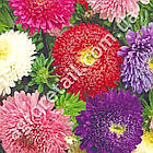 Айстра Шкільний букет 1 г Gl Seeds, фото 2