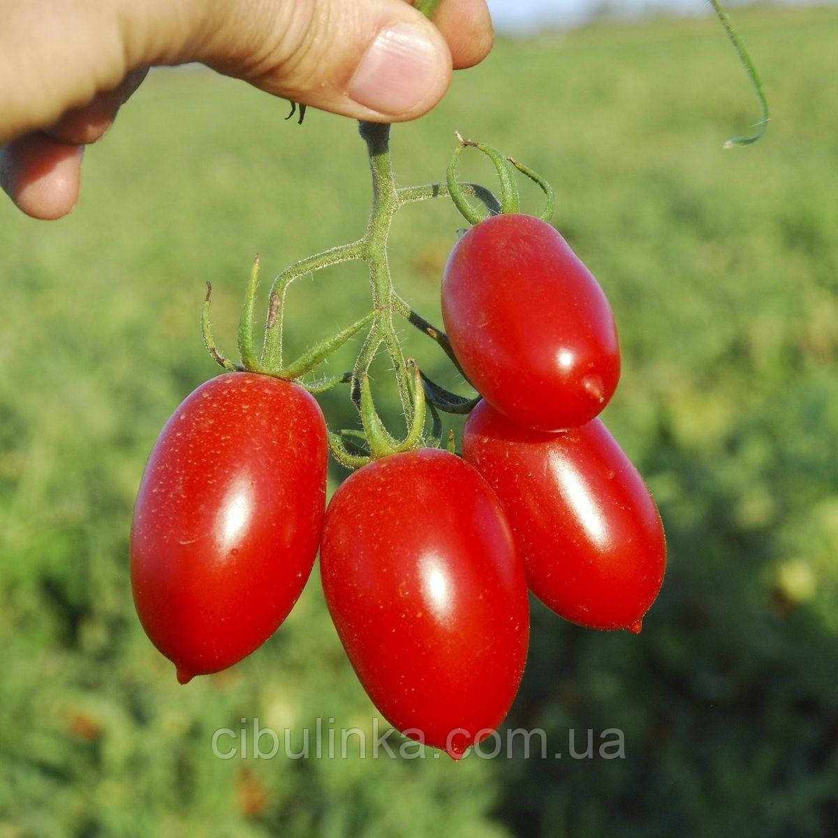 Томат Чері Санмiно кущовий сливка 0.5 г, фото 1