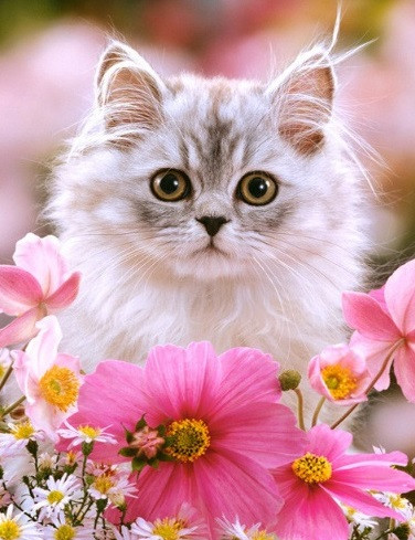 Діамантовий живопис Пухнасте кошеня My-Art TN482 (40 x 50 см) на підрамнику, фото 1