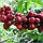 Свіжообсмажена зернова кава Ефіопія Йоргачеф (250 г), фото 2
