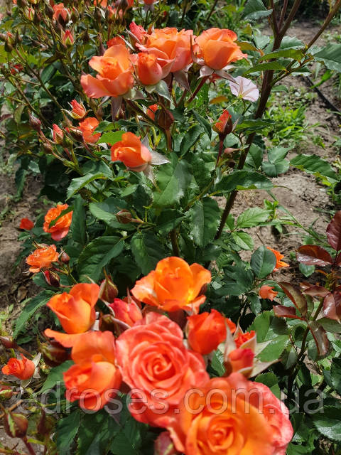 Үздік эротикалық романдар