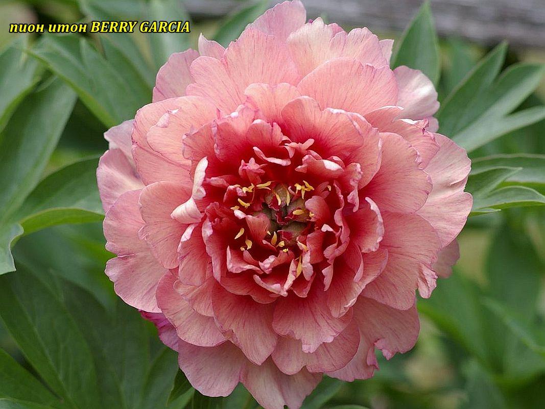 Пион Itoh Berry Garcia (Берри Гарсия) корень 2-3 почки, фото 1