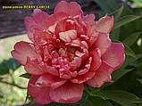 Пион Itoh Berry Garcia (Берри Гарсия) корень 2-3 почки, фото 2