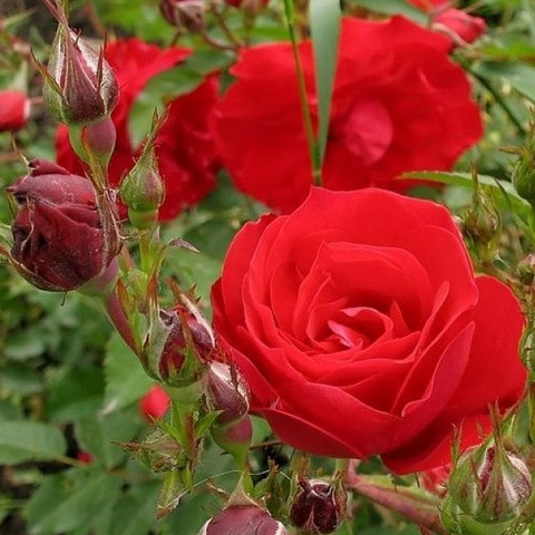 Троянда мініатюрна Ред Ельф