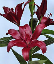 Лілія LA гібрид Methone (Мезони) 1 цибулина 12/14