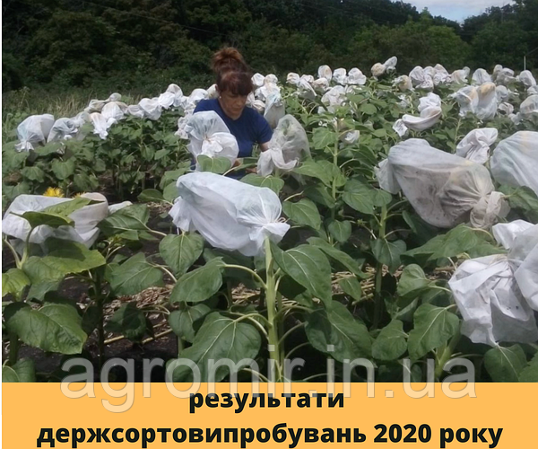 СОНЯШНИК БЕРКАНА. аналіз результатів держсортовипробувань.