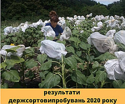 СОНЯШНИК БЕРКАНА. аналіз результатів держсортовипробувань.