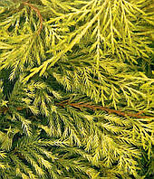 Можжевельник средний Голден Саусер \ Juniperus media Golden Saucer ( С1.5л ) саженцы