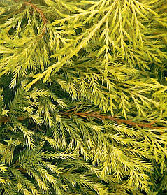 Ялівець середній Голден Саусер \ Juniperus media Golden Saucer ( С1.5л ) саджанці