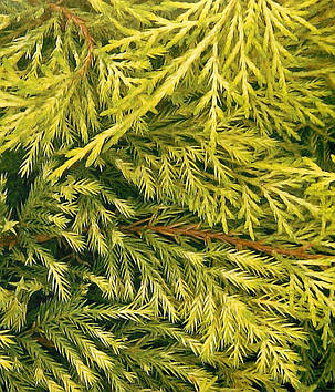 Ялівець середній Голден Саусер \ Juniperus media Golden Saucer ( С1.5л ) саджанці, фото 1