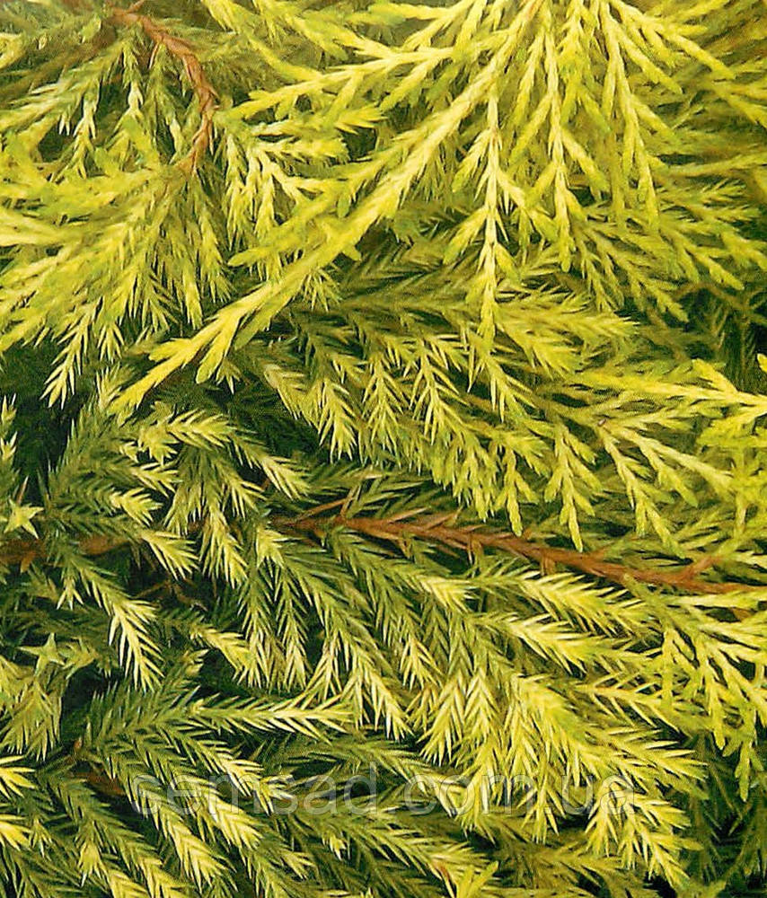 Ялівець середній Голден Саусер \ Juniperus media Golden Saucer ( С1.5л ) саджанці