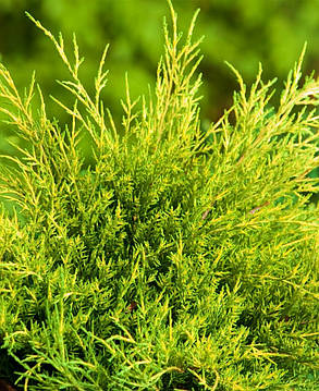 Ялівець середній Олд Голд \ Juniperus media Old Gold ( С 1.5 л) саджанці, фото 2