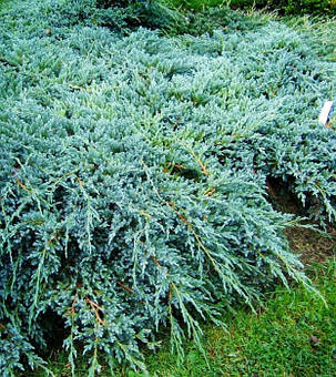 Ялівець лускатий Блю Карпет \ Juniperus squamata Blue Carpet ( С1.5л) саджанці, фото 2