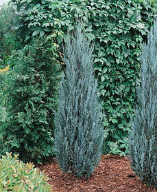 Ялівець скельний Блю Ерроу \Juniperus scopulorum Blue Arrow (С2л 30-40см)