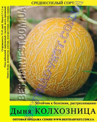 Насіння дині Колгоспниця 0.5 кг, фото 2