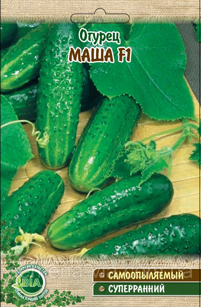 Огурец Маша F1 (5 г.) (в упаковці 10 шт.)