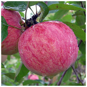 Яблуня Мельба (літня)