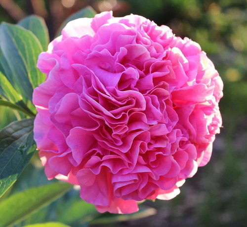 Півонія Carnation Bouquet Карнейшн Букет (Seidl Bill 1996) (саджанці)