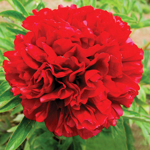 Пион Christmas Velvet Кристмас Вельвет (Anderson 1992) (саженцы), фото 1