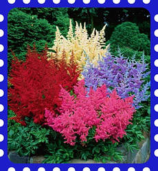 Астильба (astilbe)