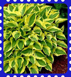 Хоста (hosta) 2024