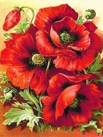 DM-006 Набір діамантового живопису Червоні маки, Ні